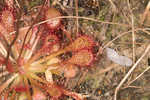 Pink sundew